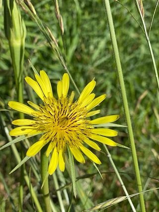 A wildflower.
