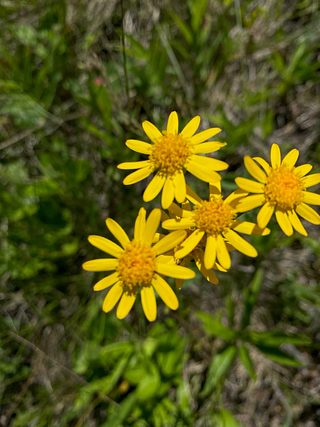 Wildflowers.
