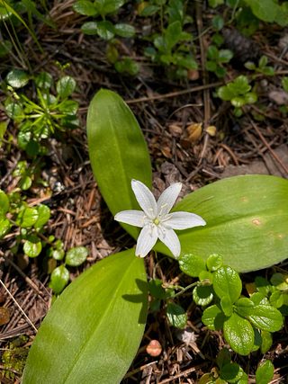 Wildflowers.
