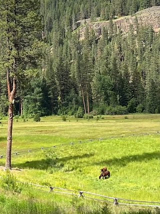 Two horses graze in a fenced meadow near a solitary evergreen tree. A densely wooded hill is visible behind them.