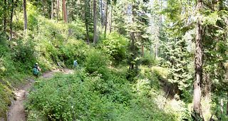 Two hikers with backpacks follow a narrow dirt trail through dense, sunlit forest and lush green undergrowth.