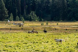 Horses graze in a bright meadow near a small airplane parked along a forest airstrip, with tall pines in the background.