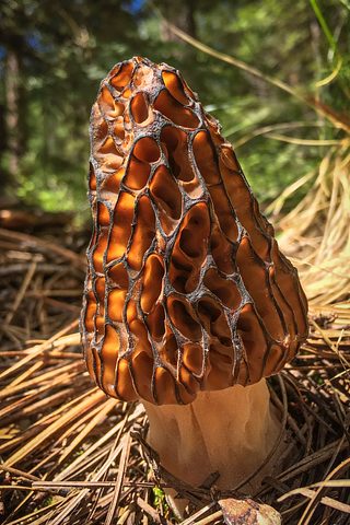 A close-up of a morel mushroom growing among pine needles on the forest floor, its honeycomb-like cap lit by sunlight.